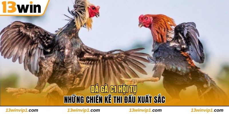 Đá Gà C1 hội tụ những chiến kê thi đấu xuất sắc