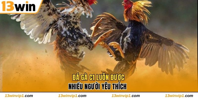 Đá Gà C1 luôn được nhiều người yêu thích